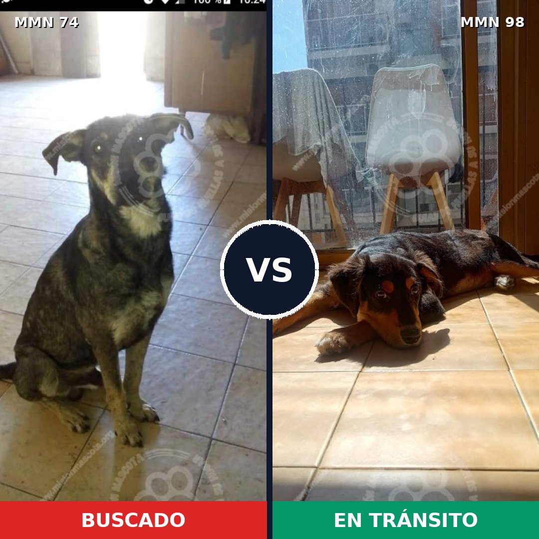 Comparativa MMS 2423: mascota perdida y mascota encontrada, 69% de similitud