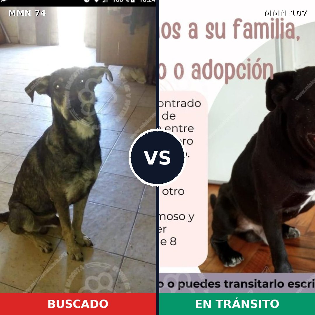 Comparativa MMS 2424: mascota perdida y mascota encontrada, 70% de similitud