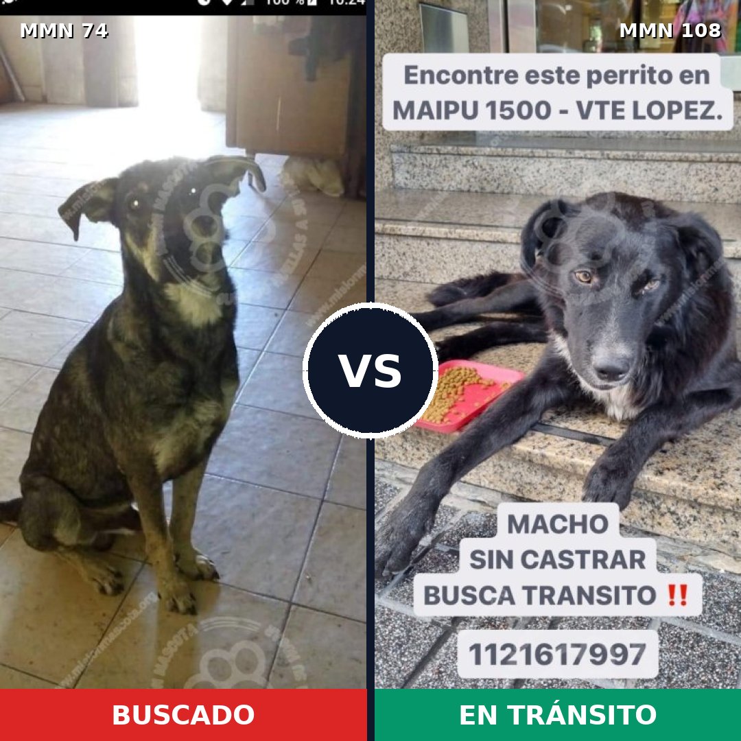 Comparativa MMS 2425: mascota perdida y mascota encontrada, 72% de similitud