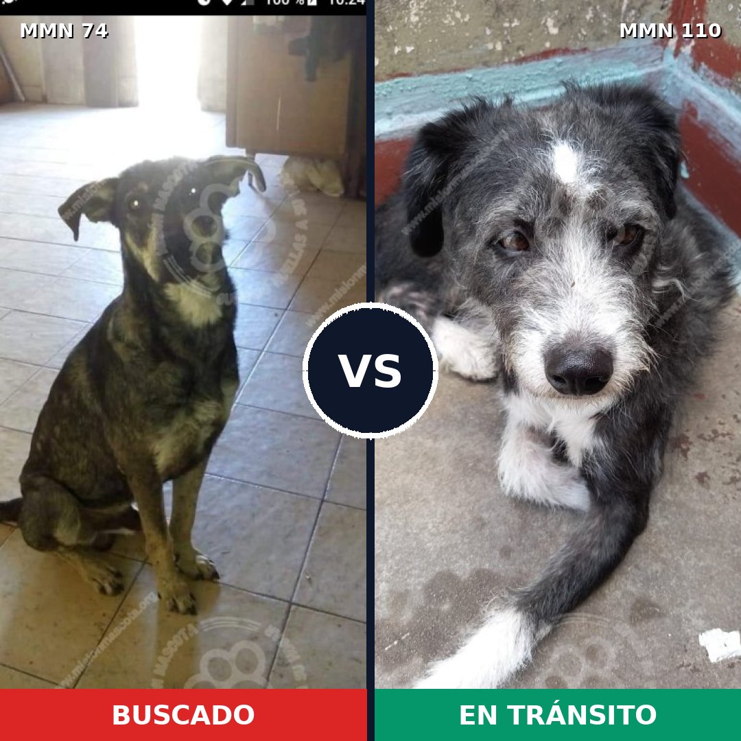 Comparativa MMS 2426: mascota perdida y mascota encontrada, 75% de similitud