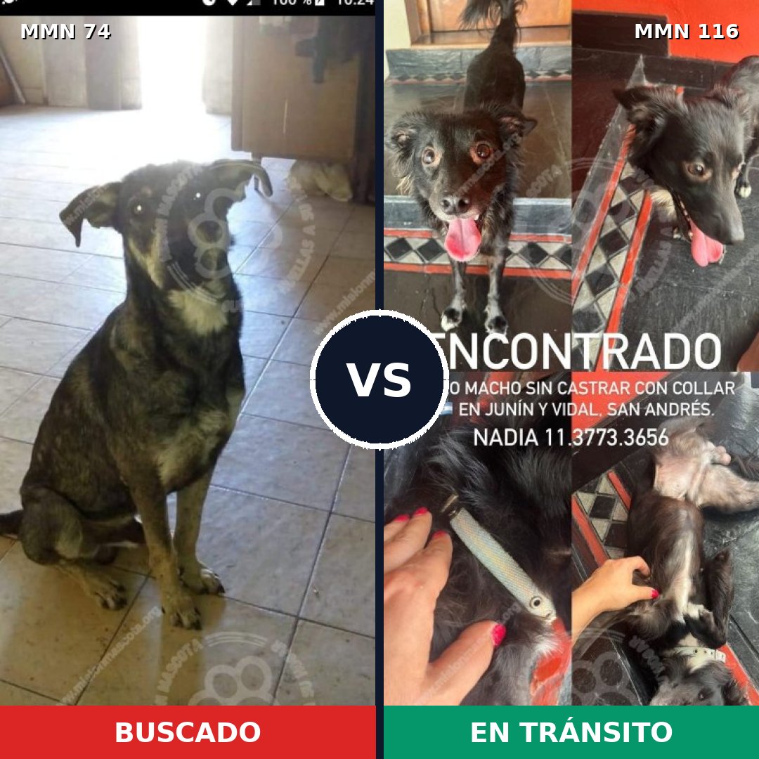 Comparativa MMS 2427: mascota perdida y mascota encontrada, 75% de similitud