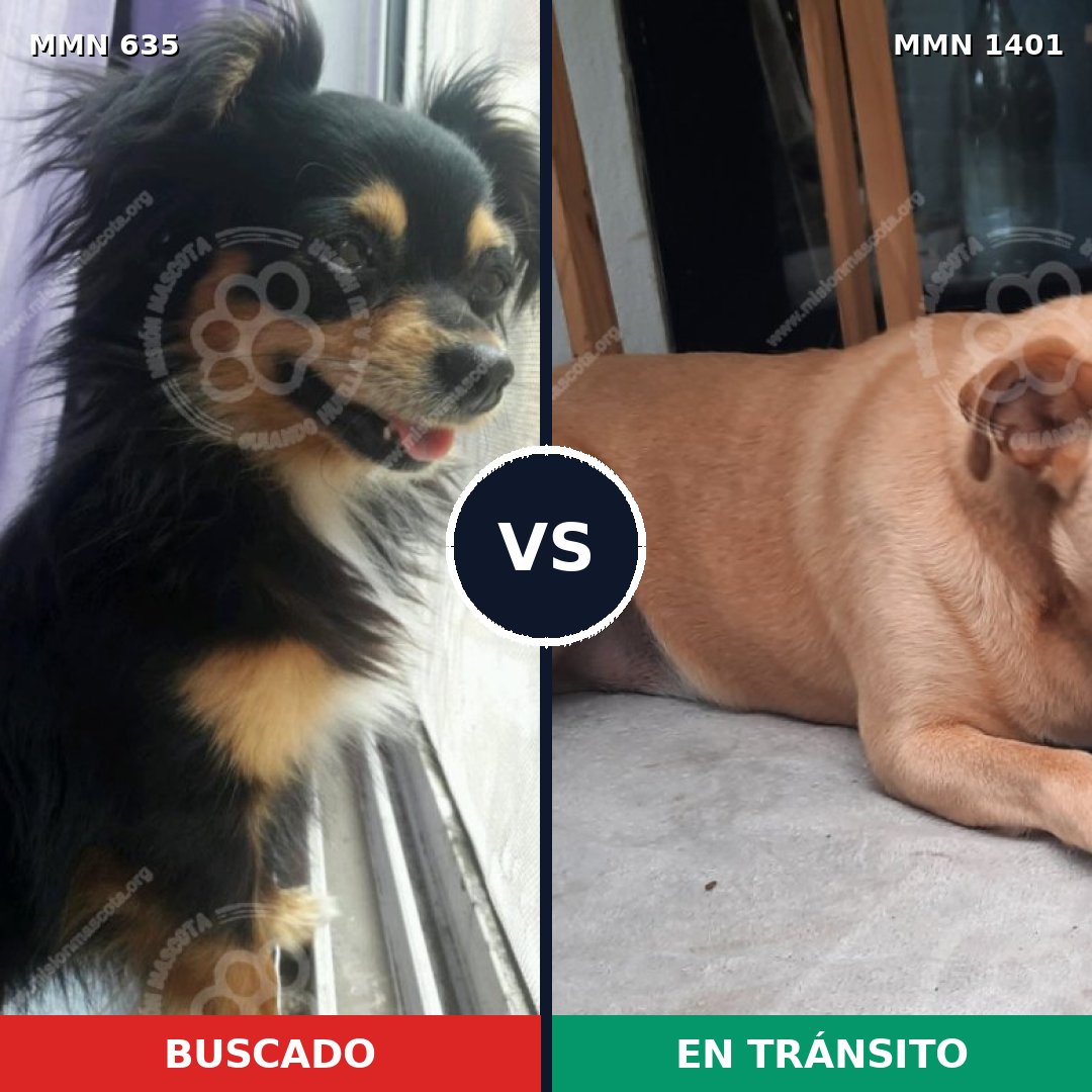 Comparativa MMS 24273: mascota perdida y mascota encontrada, 27% de similitud