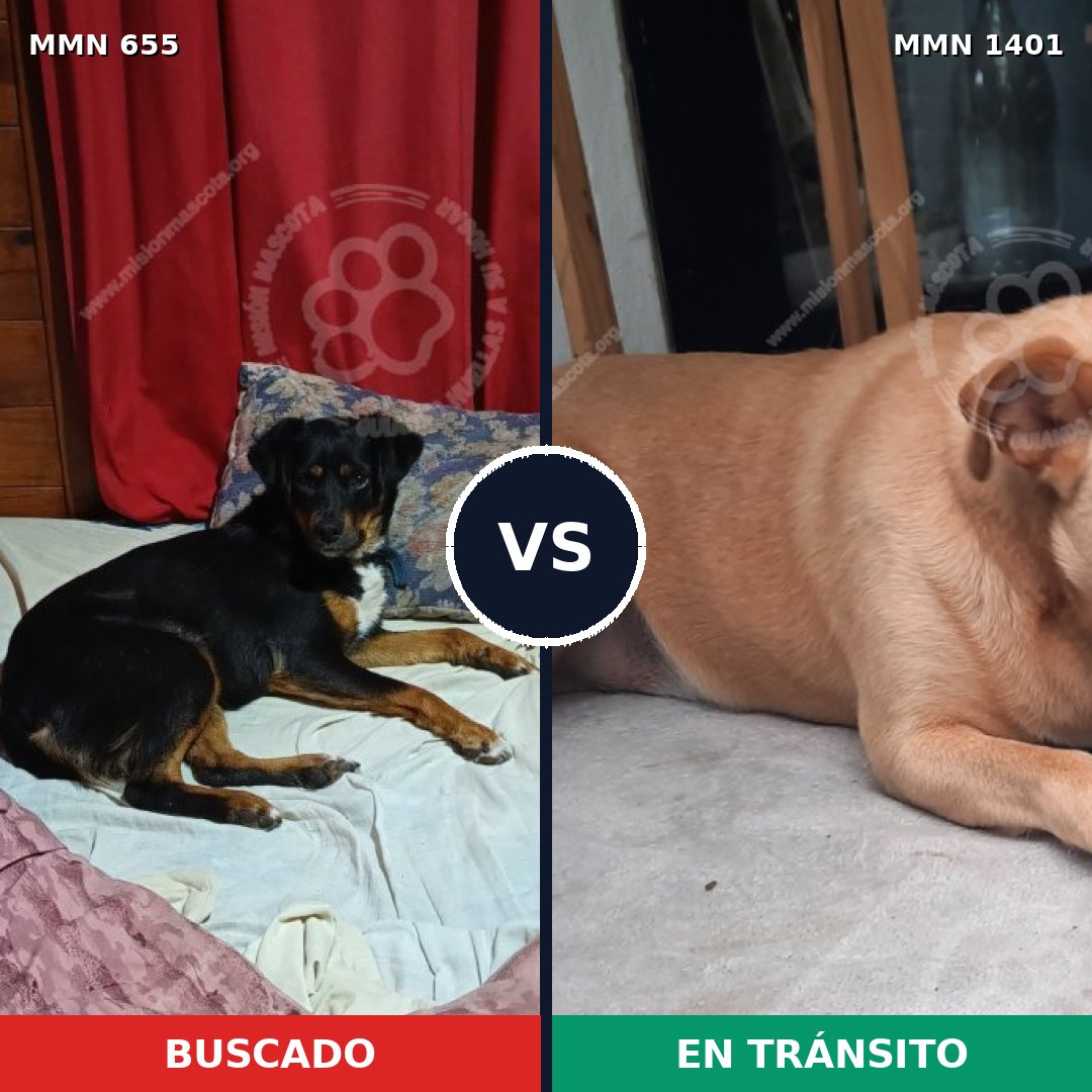Comparativa MMS 24278: mascota perdida y mascota encontrada, 59% de similitud