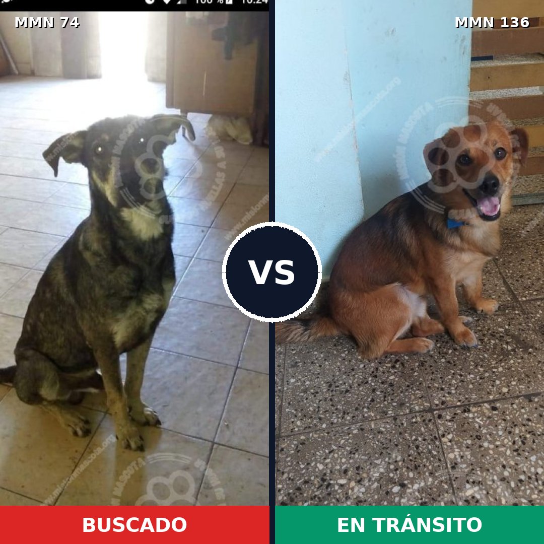 Comparativa MMS 2428: mascota perdida y mascota encontrada, 61% de similitud