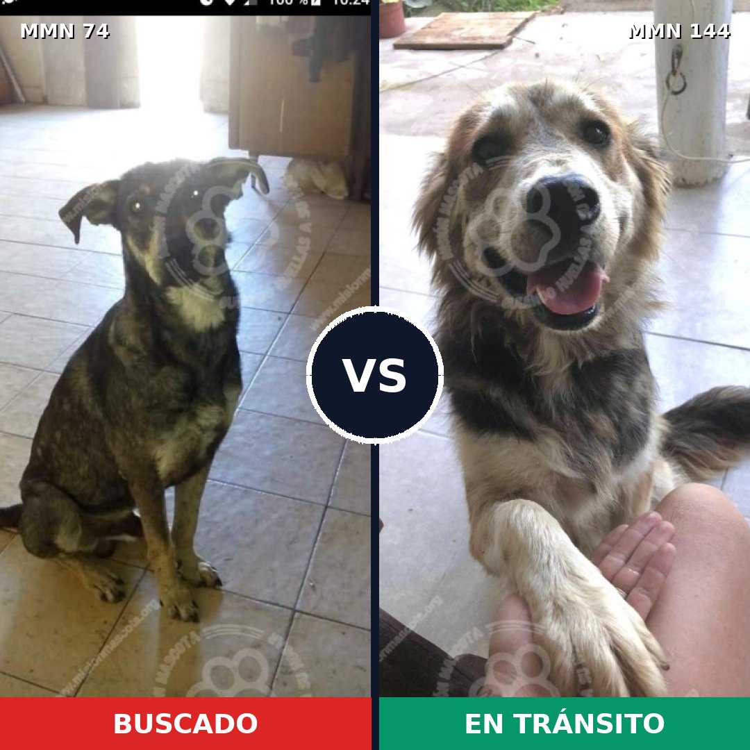 Comparativa MMS 2429: mascota perdida y mascota encontrada, 67% de similitud