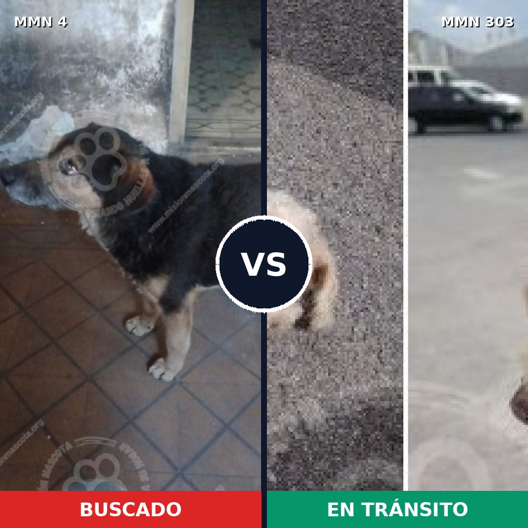 Comparativa MMS 243: mascota perdida y mascota encontrada, 35% de similitud
