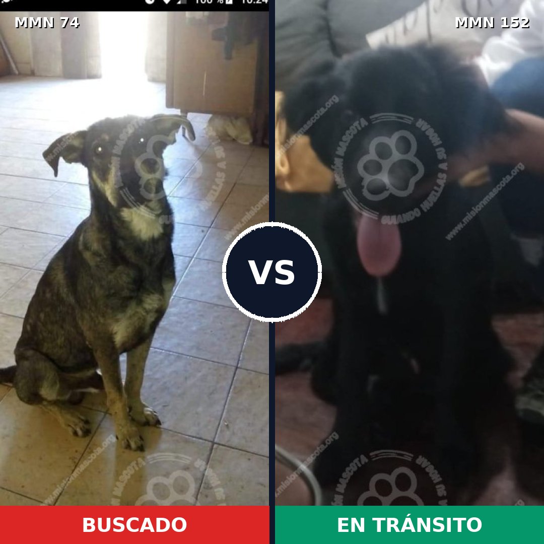 Comparativa MMS 2430: mascota perdida y mascota encontrada, 78% de similitud