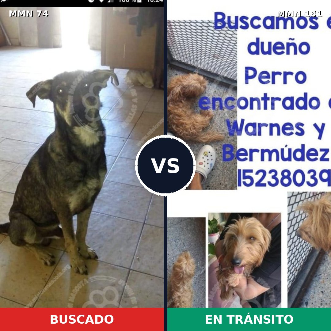 Comparativa MMS 2431: mascota perdida y mascota encontrada, 64% de similitud