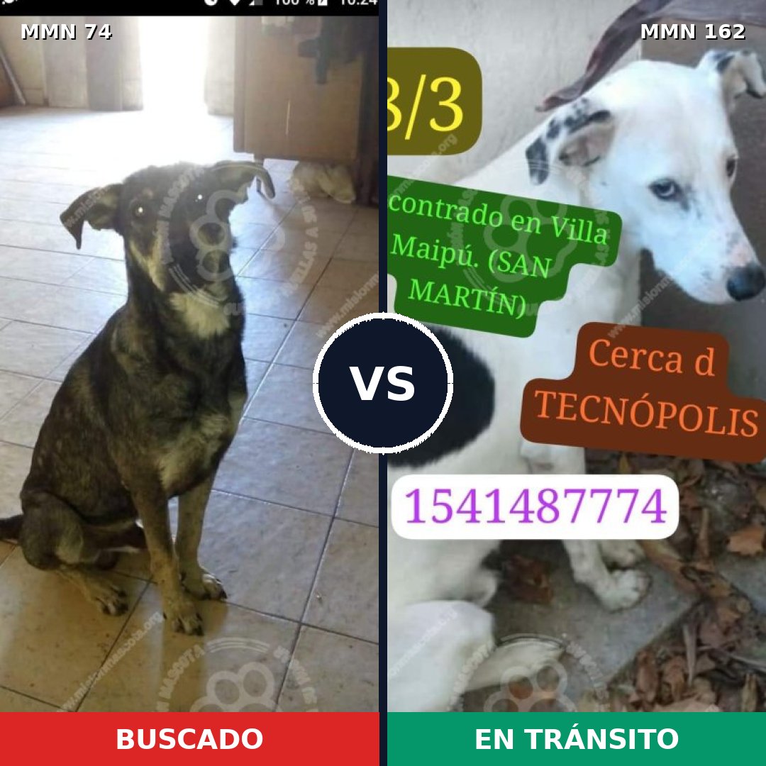 Comparativa MMS 2432: mascota perdida y mascota encontrada, 66% de similitud