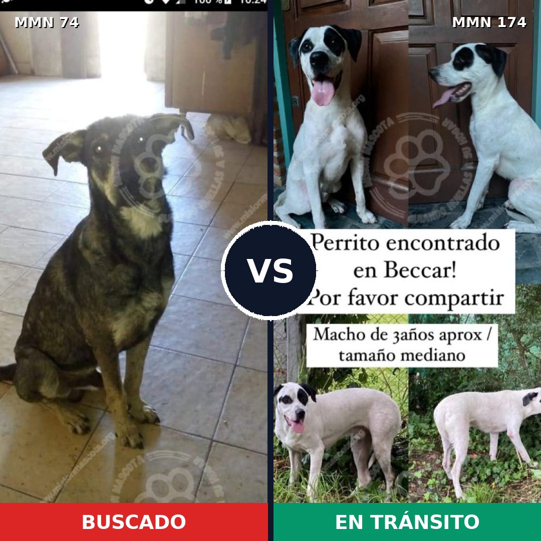 Comparativa MMS 2433: mascota perdida y mascota encontrada, 63% de similitud