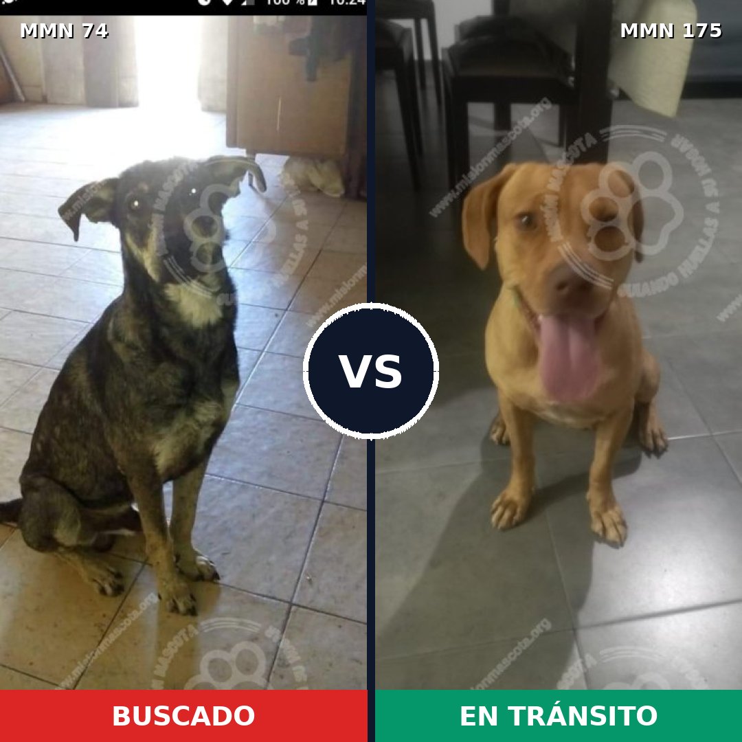 Comparativa MMS 2434: mascota perdida y mascota encontrada, 65% de similitud