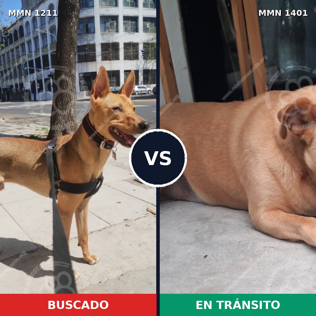 Comparativa MMS 24341: mascota perdida y mascota encontrada, 91% de similitud