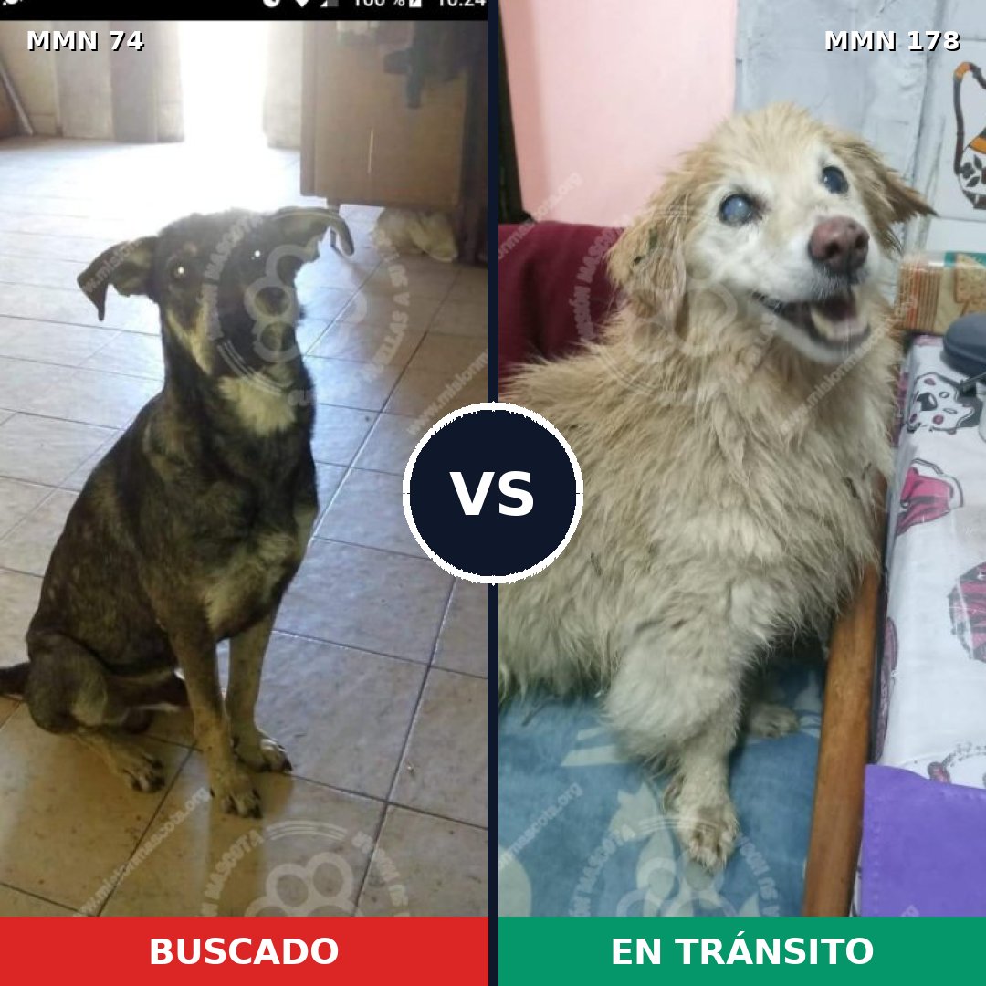 Comparativa MMS 2435: mascota perdida y mascota encontrada, 66% de similitud