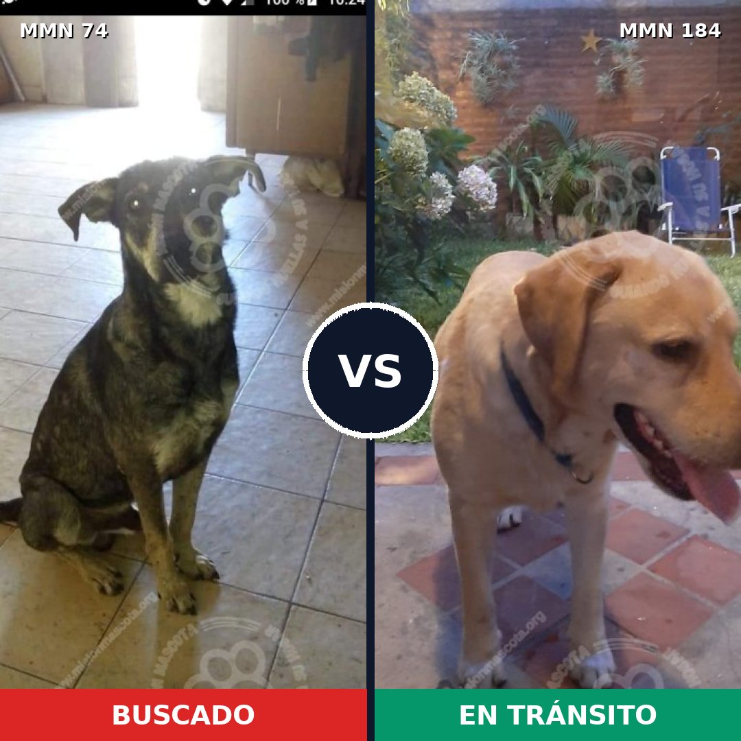 Comparativa MMS 2436: mascota perdida y mascota encontrada, 79% de similitud