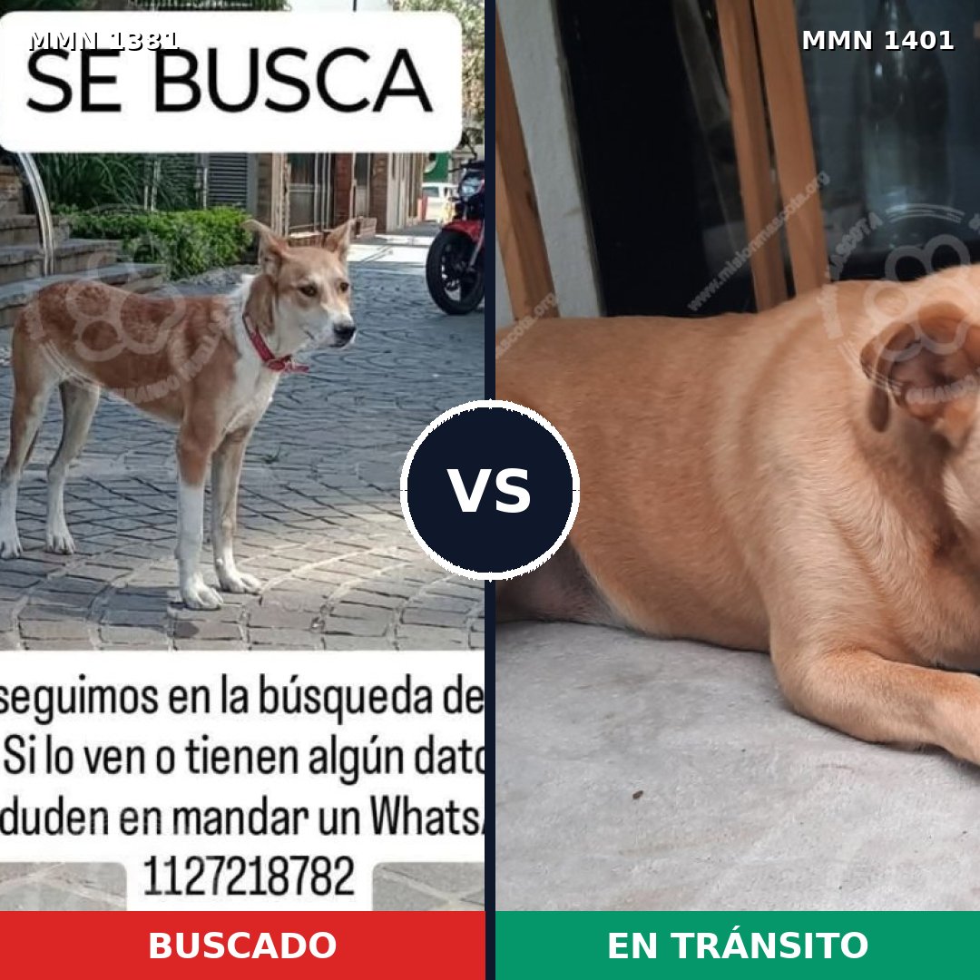 Comparativa MMS 24361: mascota perdida y mascota encontrada, 59% de similitud