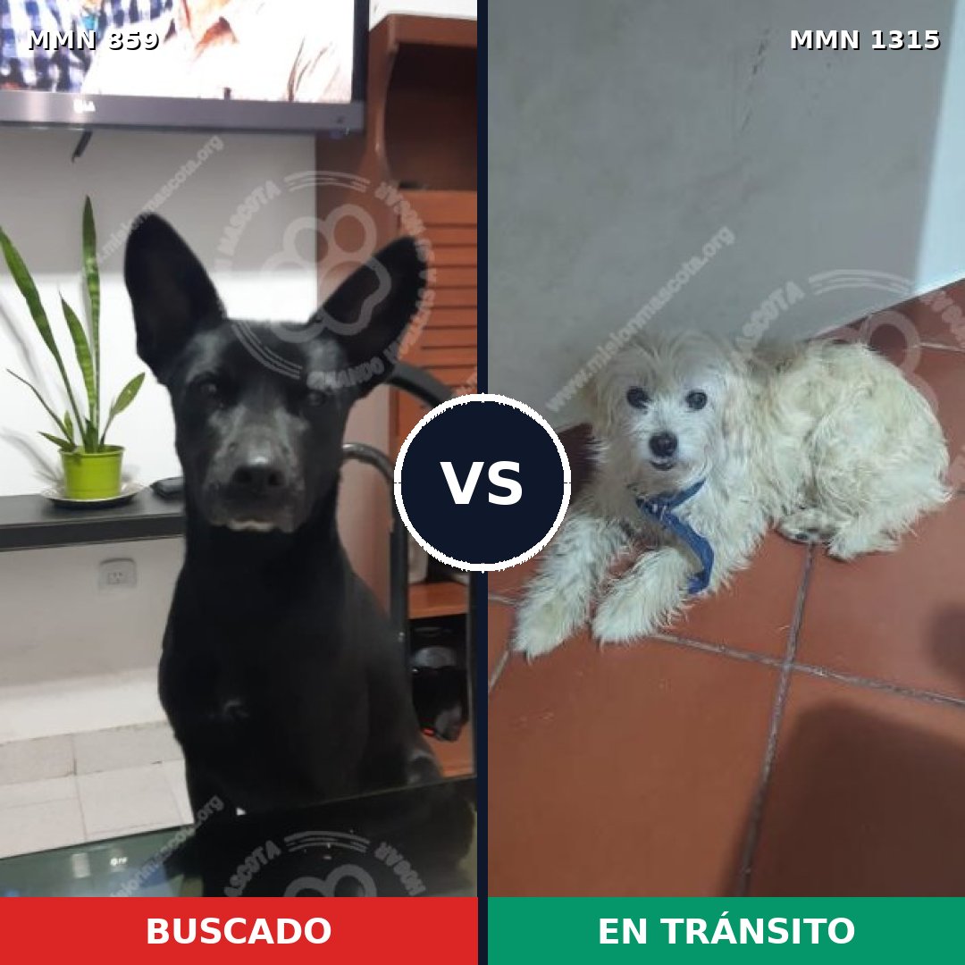 Comparativa MMS 24362: mascota perdida y mascota encontrada, 57% de similitud