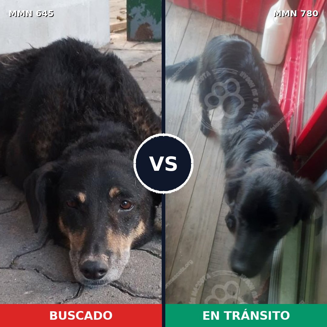Comparativa MMS 24364: mascota perdida y mascota encontrada, 58% de similitud