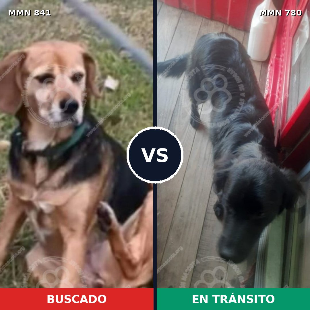 Comparativa MMS 24366: mascota perdida y mascota encontrada, 63% de similitud