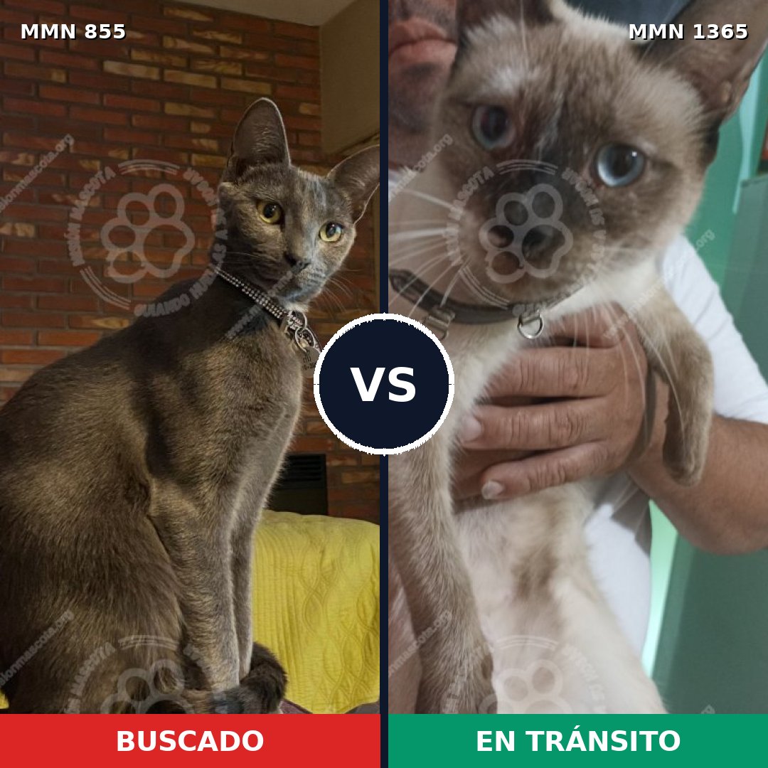 Comparativa MMS 24367: mascota perdida y mascota encontrada, 37% de similitud