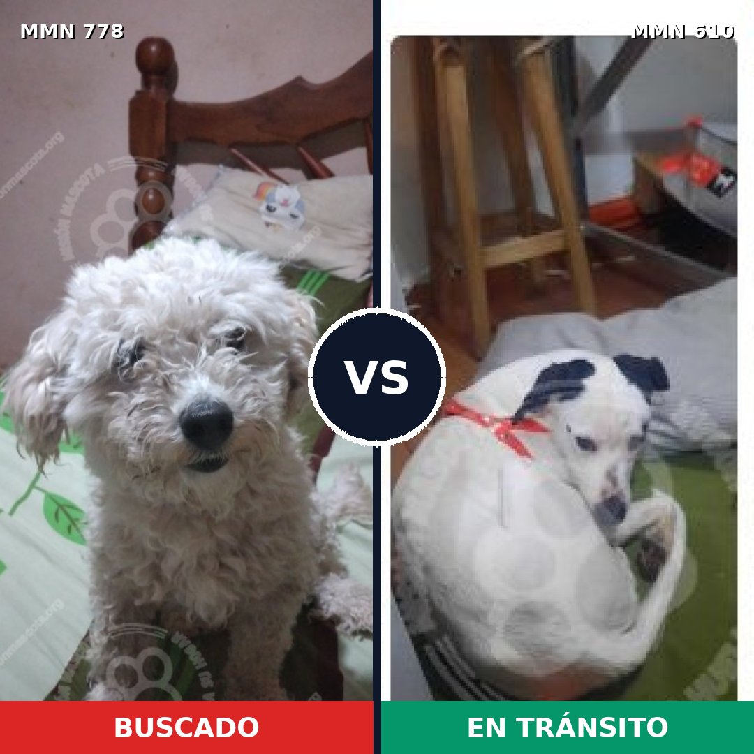 Comparativa MMS 24368: mascota perdida y mascota encontrada, 42% de similitud