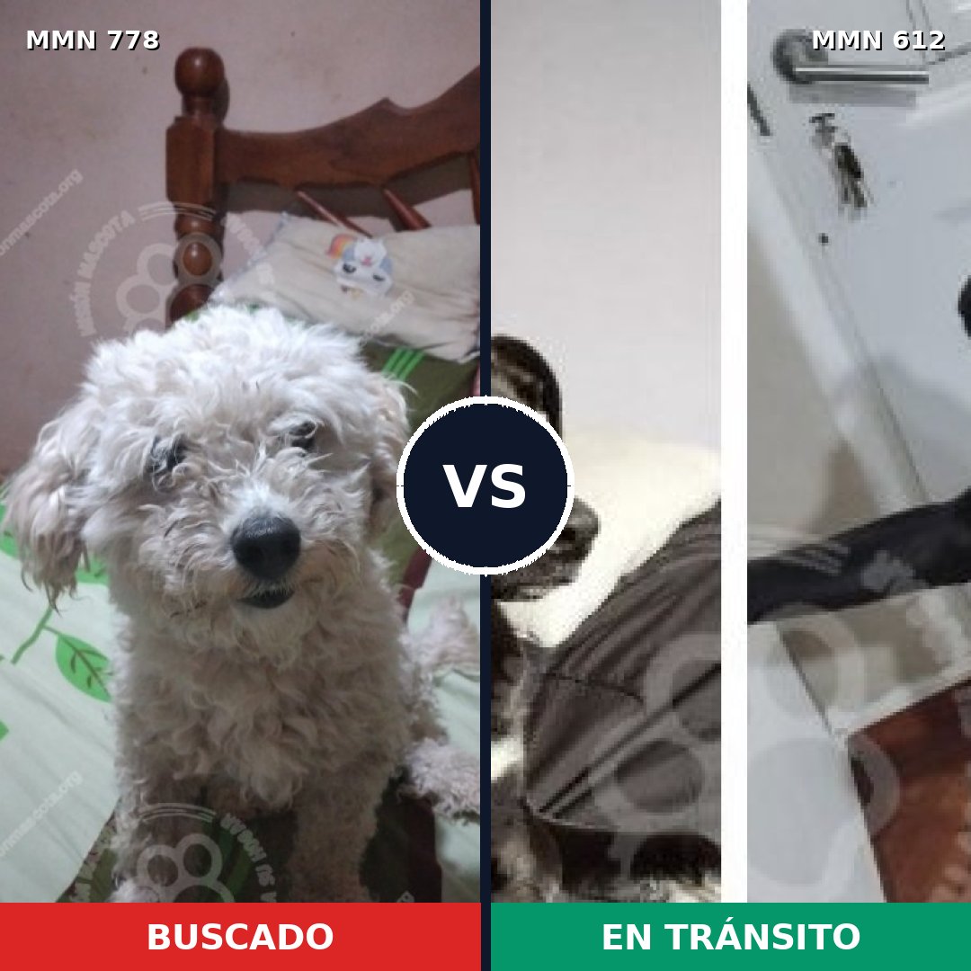 Comparativa MMS 24369: mascota perdida y mascota encontrada, 35% de similitud