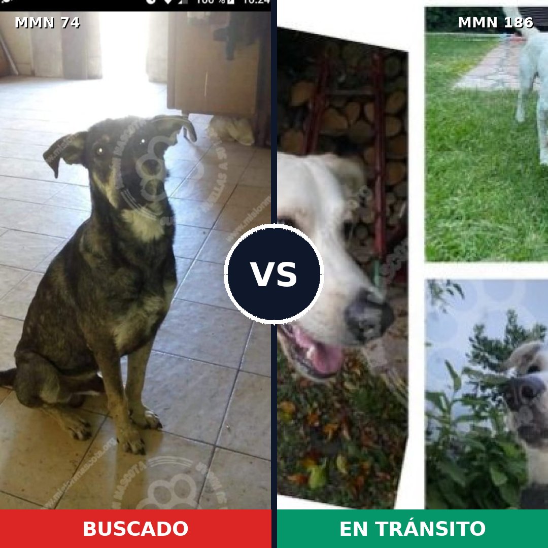 Comparativa MMS 2437: mascota perdida y mascota encontrada, 51% de similitud