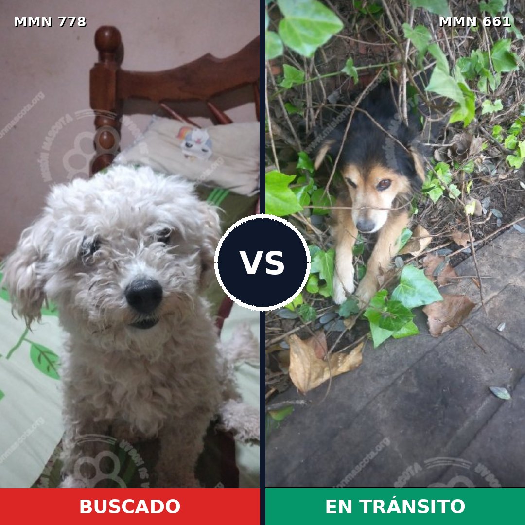 Comparativa MMS 24370: mascota perdida y mascota encontrada, 27% de similitud