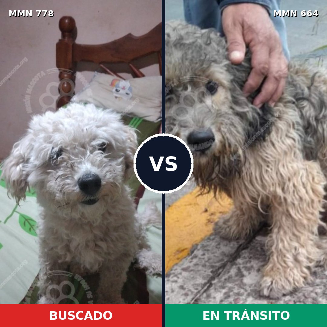 Comparativa MMS 24371: mascota perdida y mascota encontrada, 38% de similitud