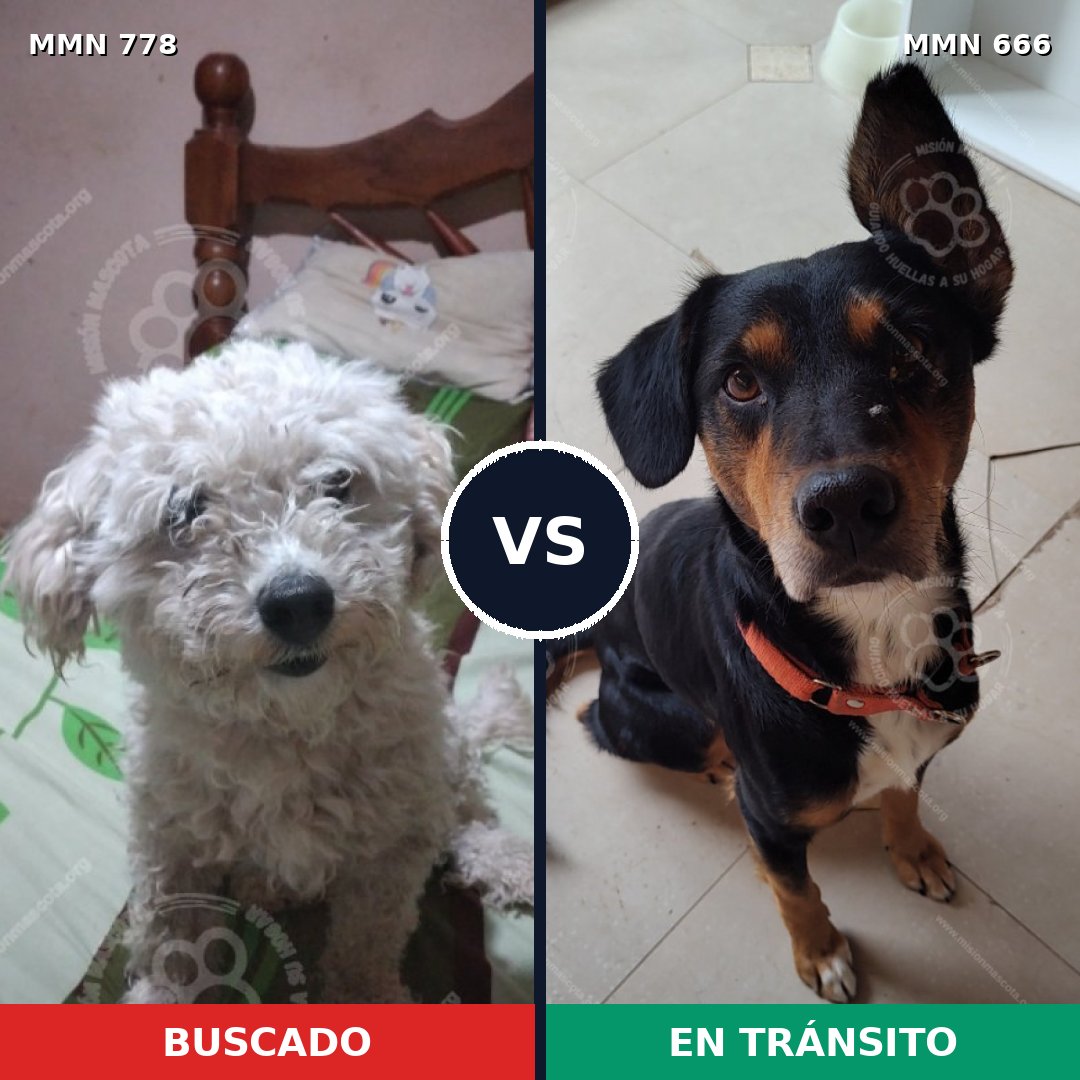 Comparativa MMS 24372: mascota perdida y mascota encontrada, 40% de similitud