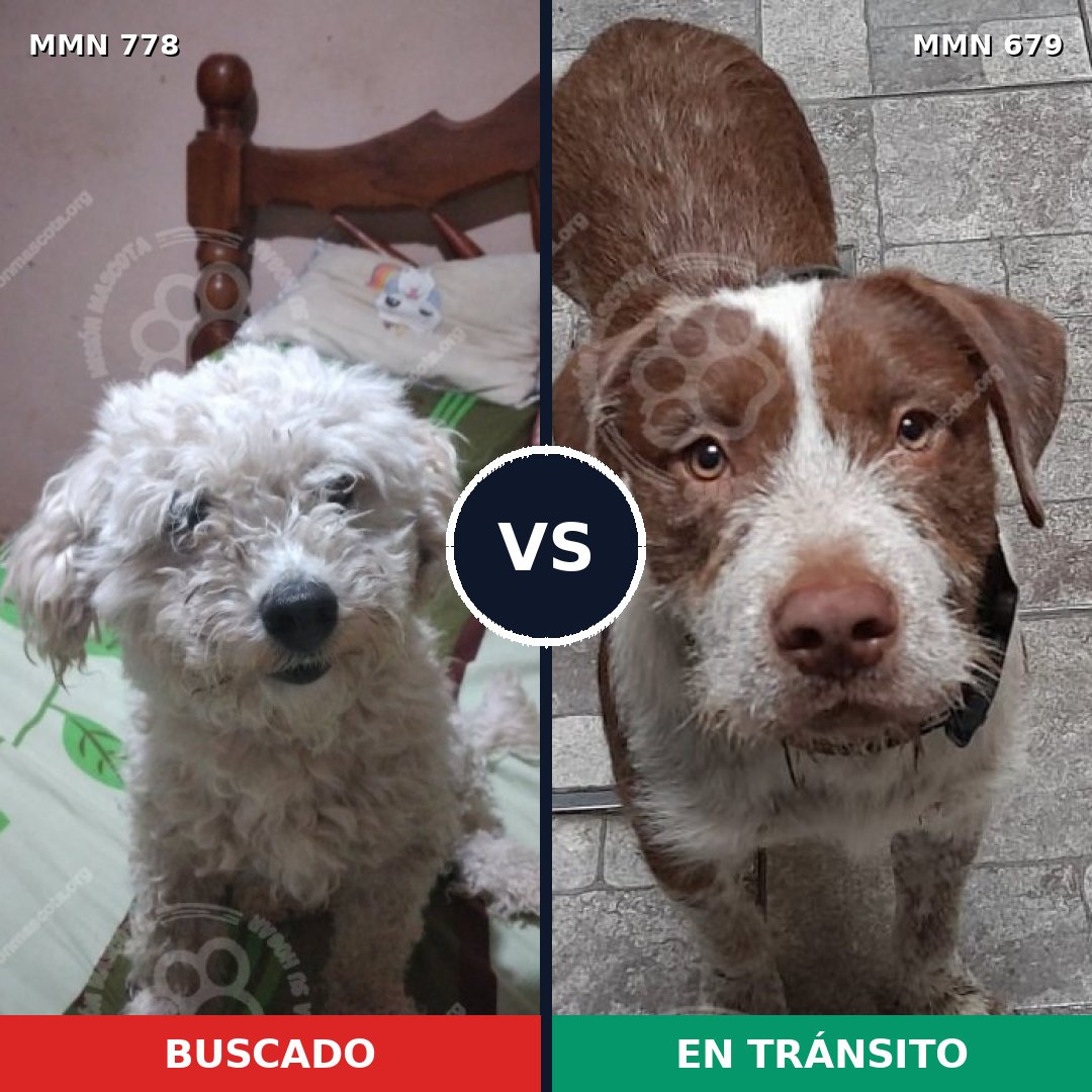 Comparativa MMS 24373: mascota perdida y mascota encontrada, 25% de similitud