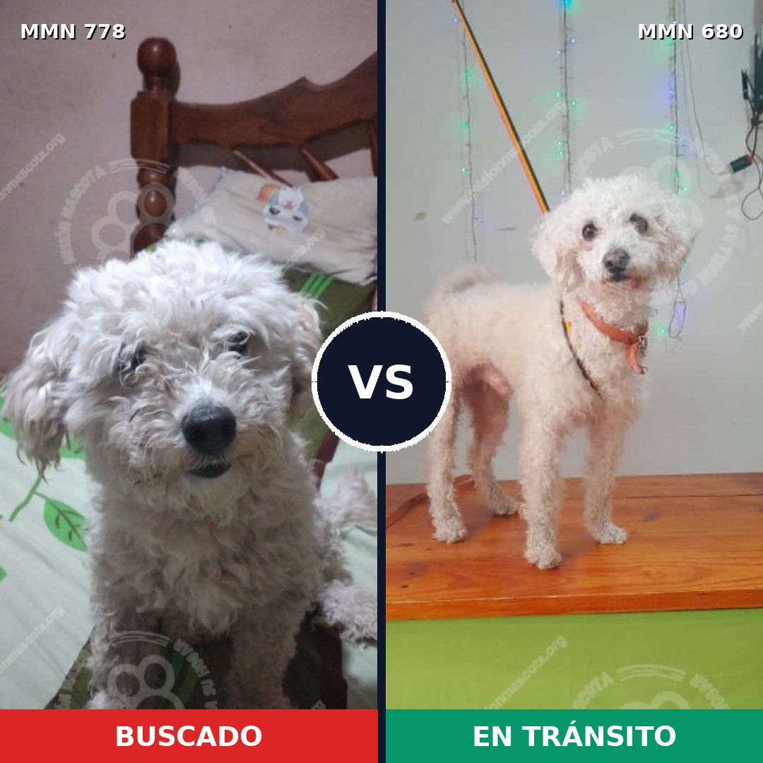 Comparativa MMS 24374: mascota perdida y mascota encontrada, 70% de similitud