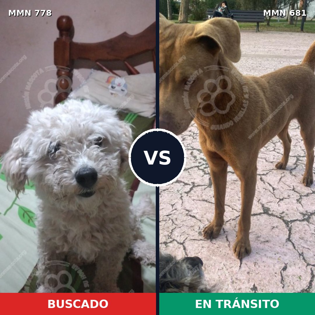 Comparativa MMS 24375: mascota perdida y mascota encontrada, 23% de similitud
