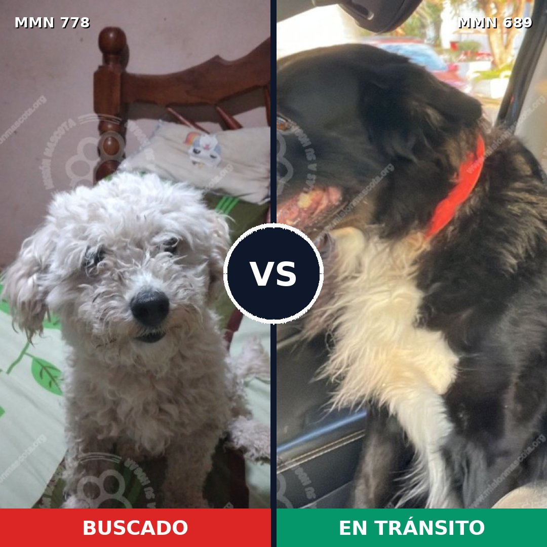 Comparativa MMS 24376: mascota perdida y mascota encontrada, 38% de similitud