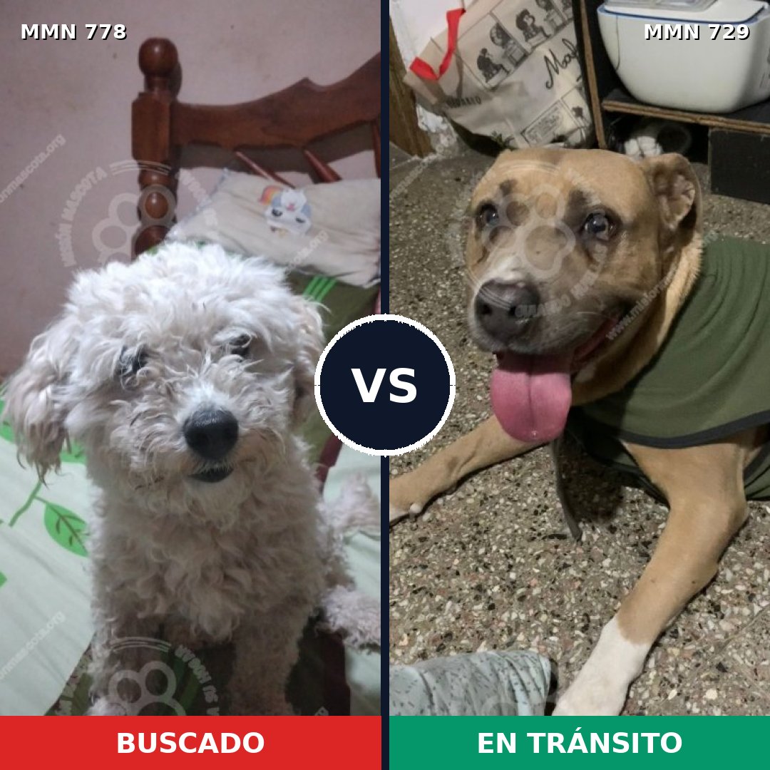 Comparativa MMS 24378: mascota perdida y mascota encontrada, 39% de similitud
