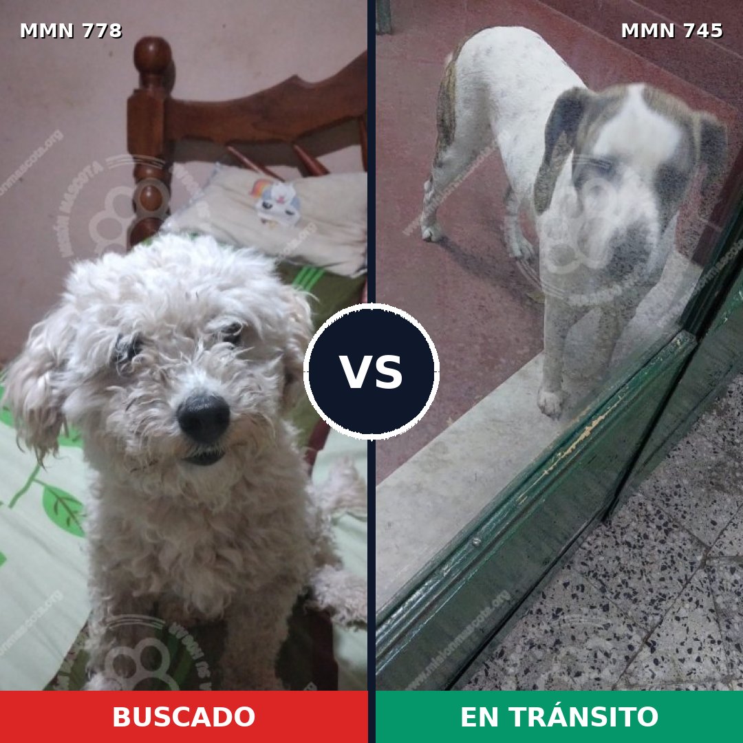 Comparativa MMS 24379: mascota perdida y mascota encontrada, 39% de similitud