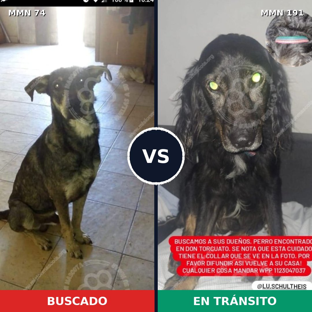 Comparativa MMS 2438: mascota perdida y mascota encontrada, 75% de similitud