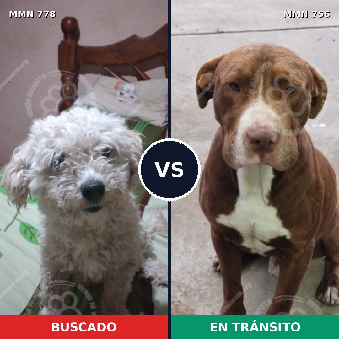 Comparativa MMS 24381: mascota perdida y mascota encontrada, 27% de similitud