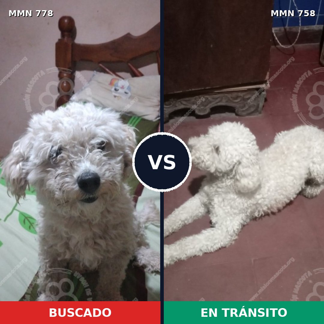 Comparativa MMS 24382: mascota perdida y mascota encontrada, 61% de similitud