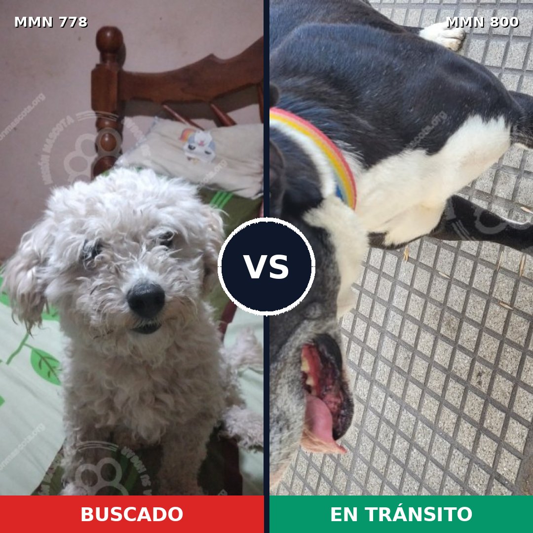 Comparativa MMS 24383: mascota perdida y mascota encontrada, 36% de similitud