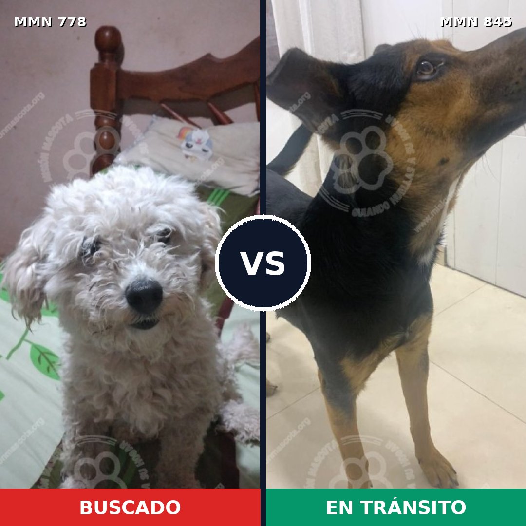 Comparativa MMS 24384: mascota perdida y mascota encontrada, 53% de similitud