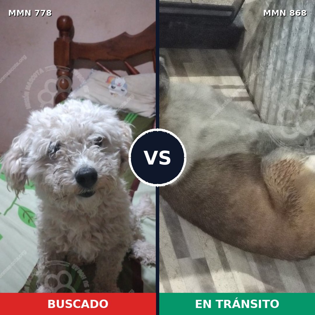 Comparativa MMS 24385: mascota perdida y mascota encontrada, 49% de similitud