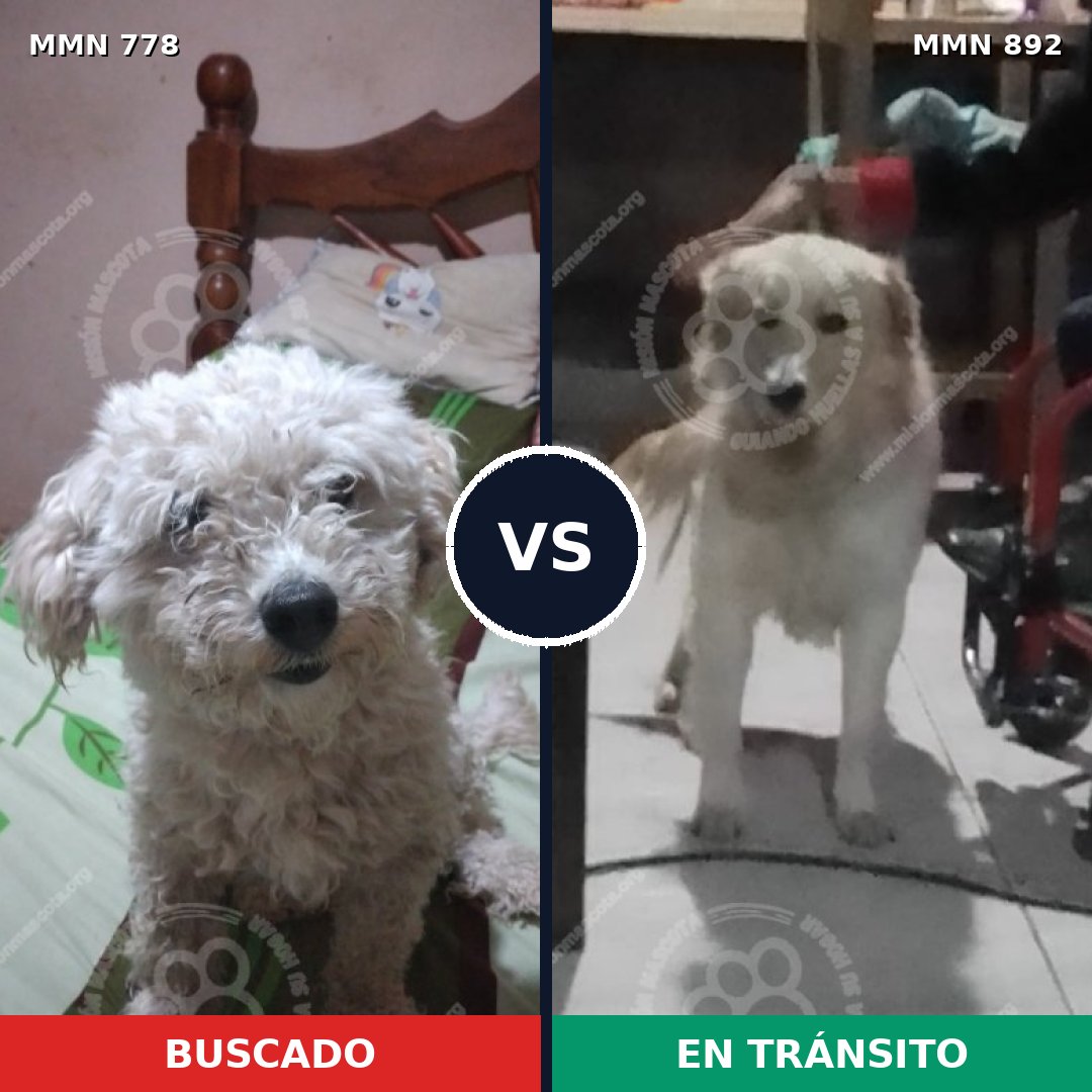 Comparativa MMS 24386: mascota perdida y mascota encontrada, 26% de similitud