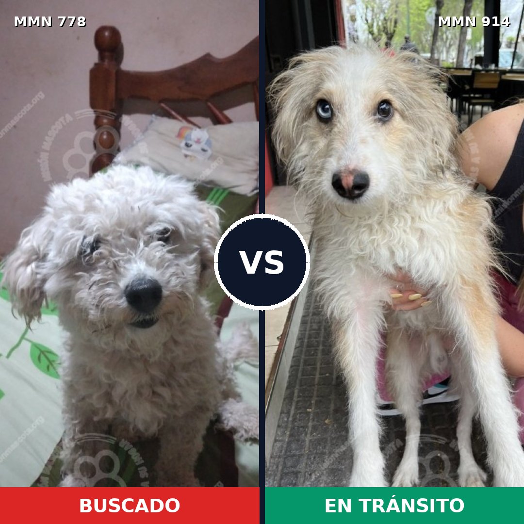 Comparativa MMS 24387: mascota perdida y mascota encontrada, 43% de similitud