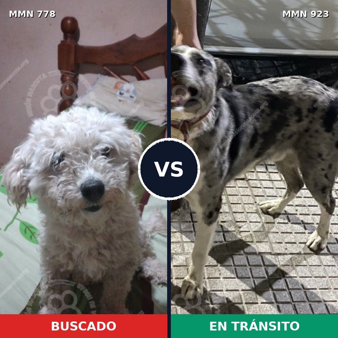 Comparativa MMS 24388: mascota perdida y mascota encontrada, 40% de similitud