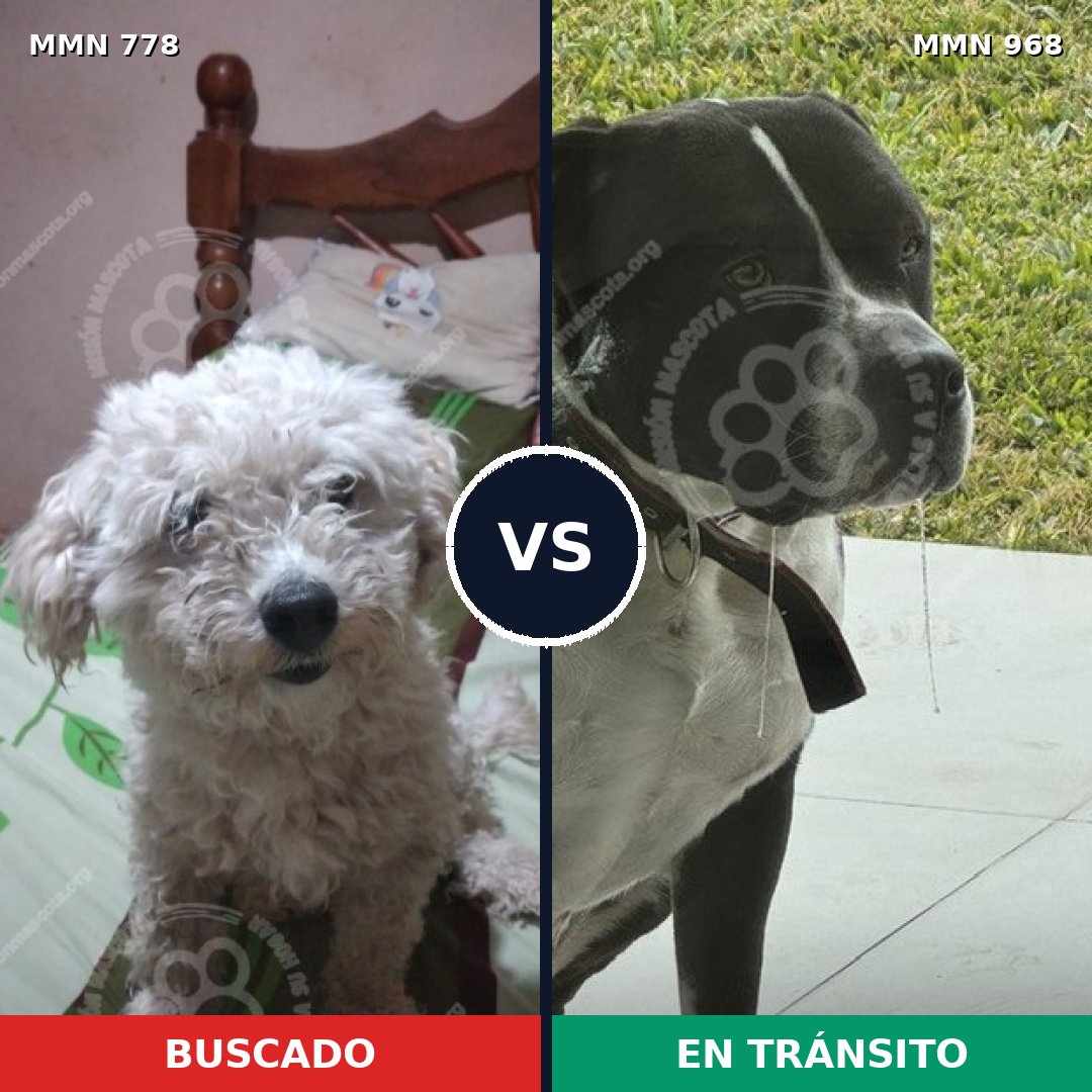 Comparativa MMS 24389: mascota perdida y mascota encontrada, 25% de similitud