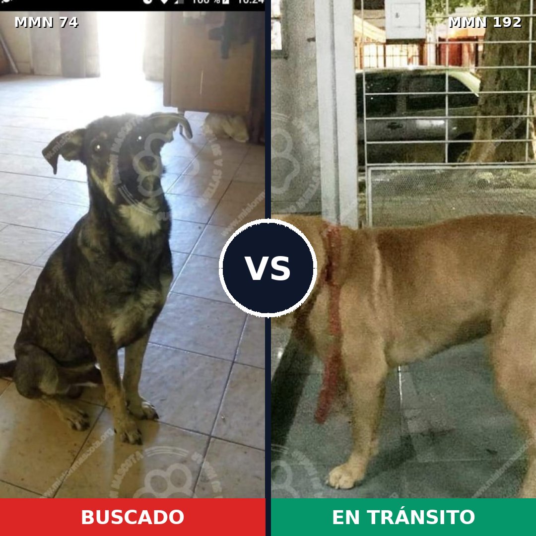 Comparativa MMS 2439: mascota perdida y mascota encontrada, 72% de similitud