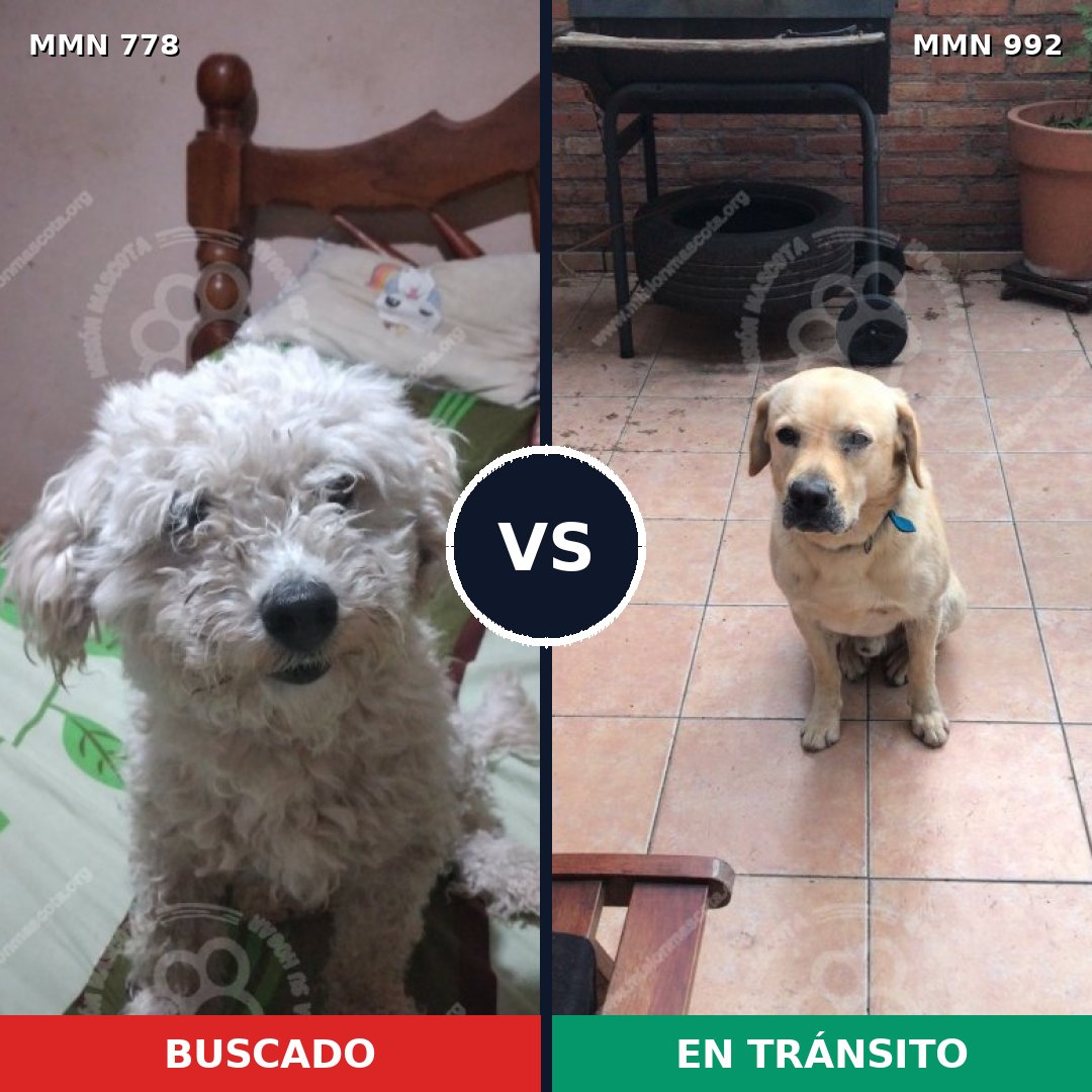Comparativa MMS 24390: mascota perdida y mascota encontrada, 39% de similitud