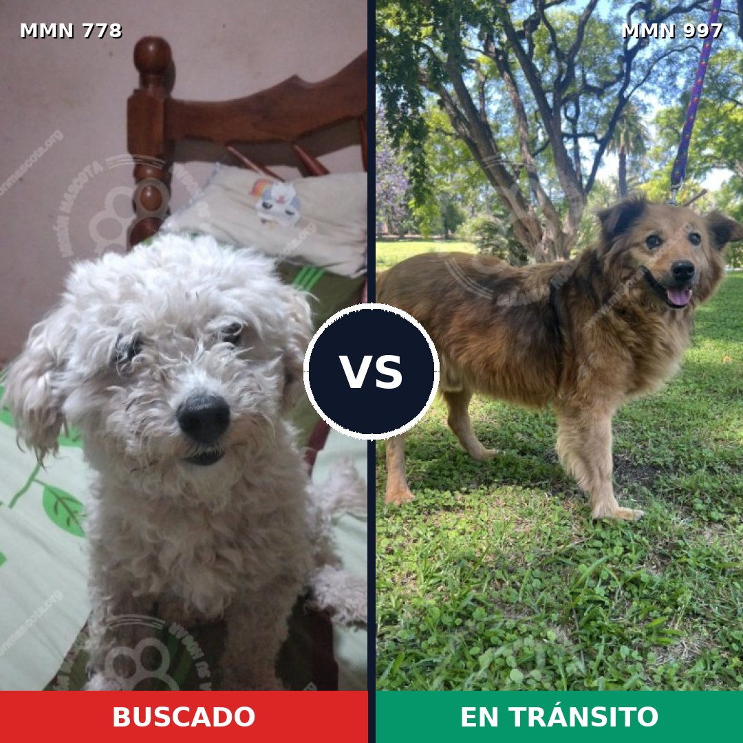 Comparativa MMS 24391: mascota perdida y mascota encontrada, 50% de similitud