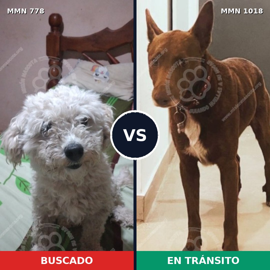 Comparativa MMS 24392: mascota perdida y mascota encontrada, 44% de similitud