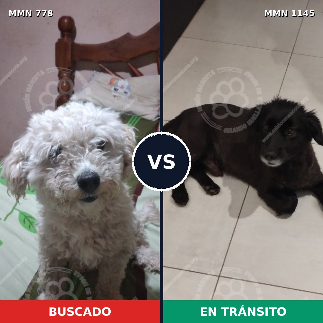 Comparativa MMS 24395: mascota perdida y mascota encontrada, 46% de similitud